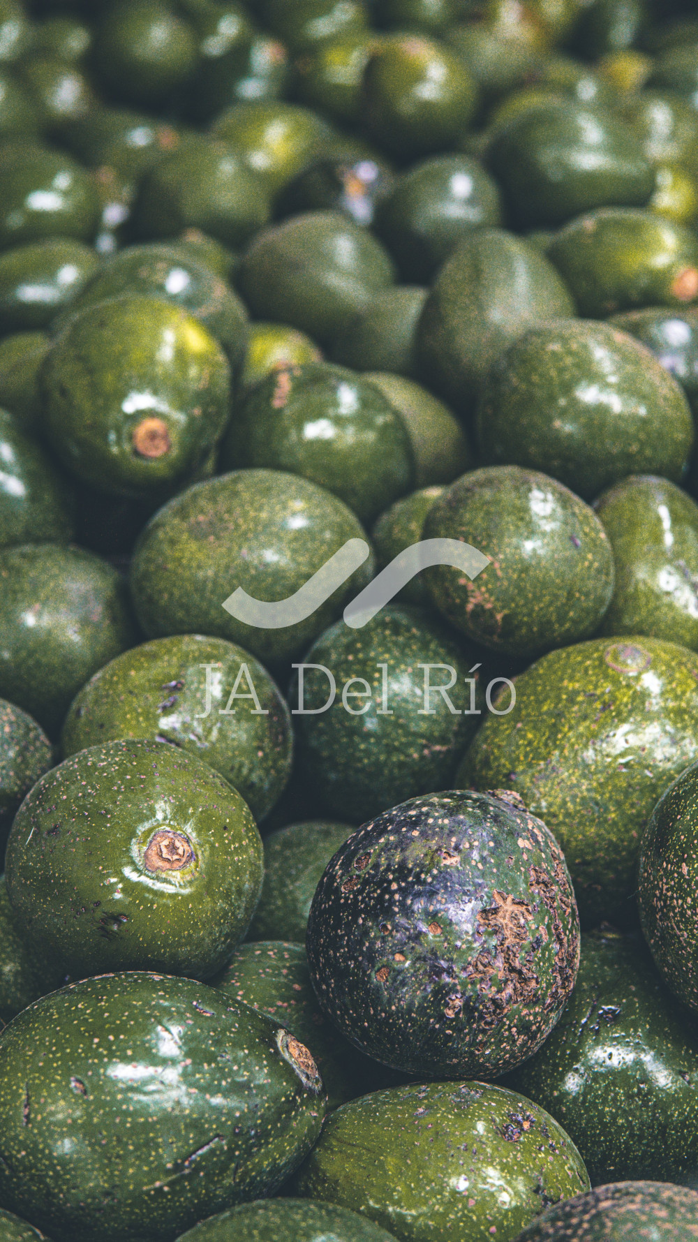 New requirements for avocado exports: Labor Certificate for Agro-exports (CLA)