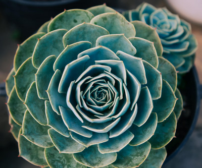 Criterio de registro de pagos por Teletrabajo - SAT